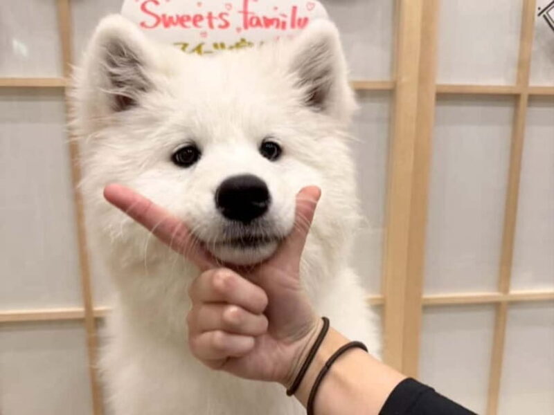 Tokyo Harajuku30-Minute Samoyed Interaction Experience - FAQs