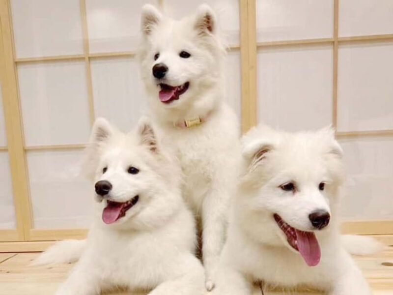 Tokyo Harajuku30-Minute Samoyed Interaction Experience - Good To Know