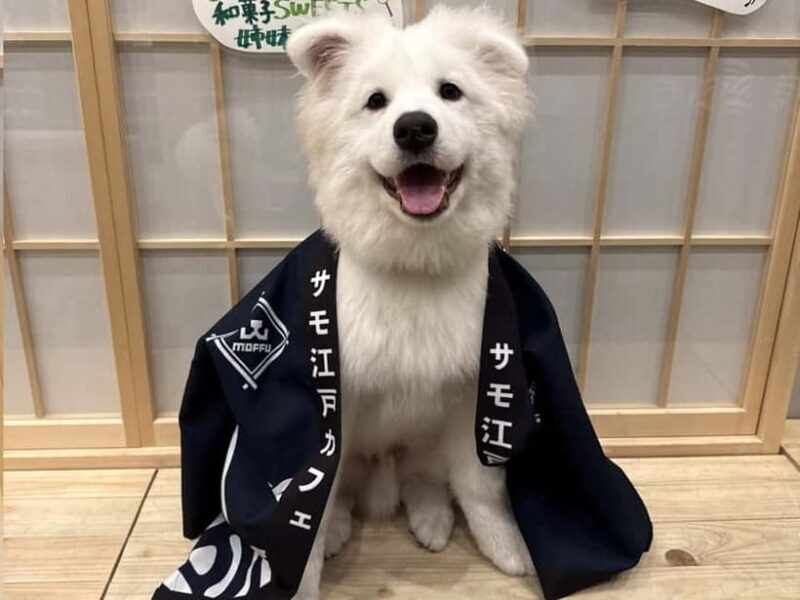 Tokyo Harajuku30-Minute Samoyed Interaction Experience - Final thoughts