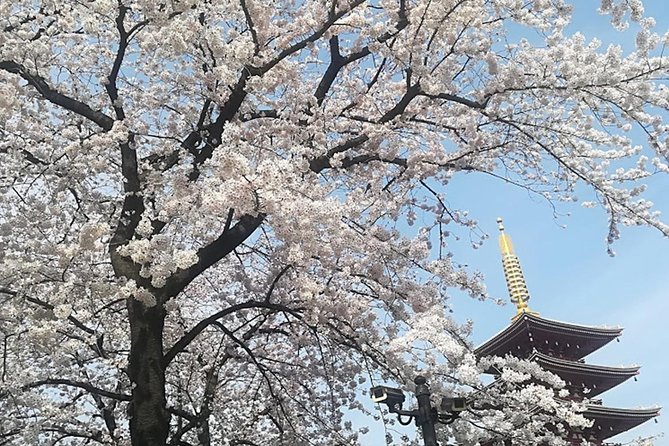 Tokyo Highlights, Meiji Shrine, Asakusa, Ueno & Tokyo National Museum - Tokyo Skytree