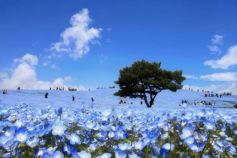 Tokyo Hitachi Seaside & Ashikaga Flower Park with Nemophila & Wisteria - At a glance