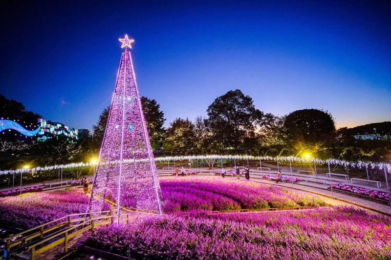 Tokyo Hitachi Seaside & Ashikaga Flower Park with Nemophila & Wisteria - Two flower gardens, one long day out of Tokyo