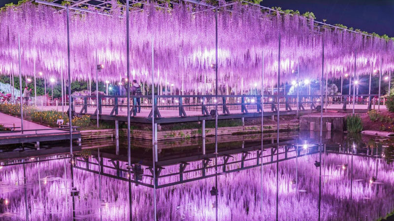 Tokyo Hitachi Seaside & Ashikaga Flower Park with Nemophila & Wisteria - Ashikaga Flower Park and its wisteria