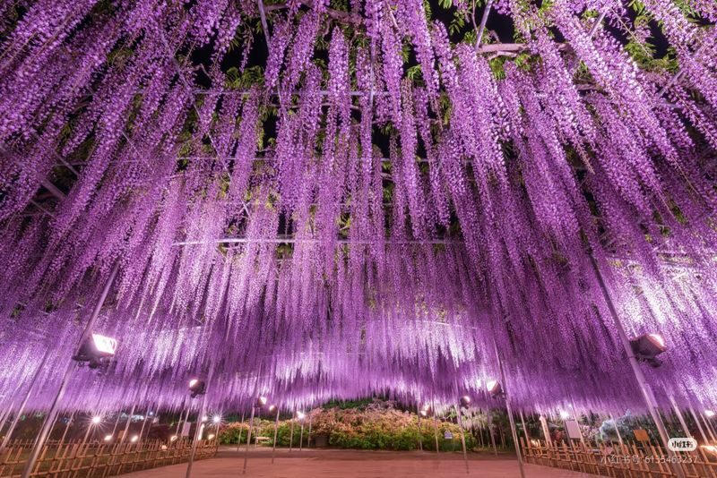 Tokyo Hitachi Seaside & Ashikaga Flower Park with Nemophila & Wisteria - What the group format may feel like