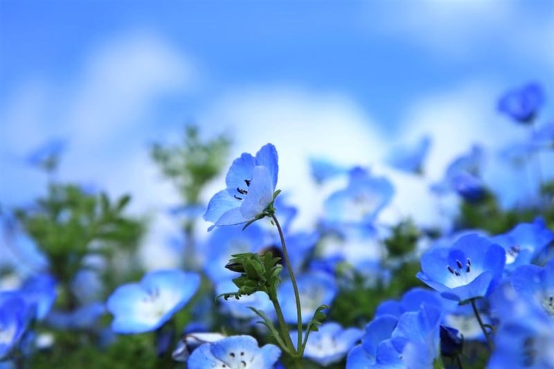 Tokyo Hitachi Seaside & Ashikaga Flower Park with Nemophila & Wisteria - Is $74.49 good value?