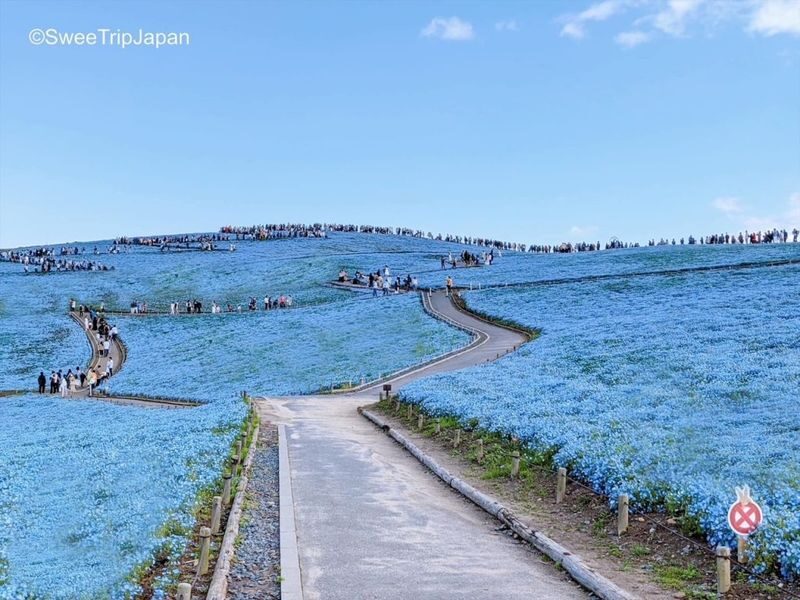 Tokyo Hitachi Seaside & Ashikaga Flower Park with Nemophila & Wisteria - Check the flower dates before choosing