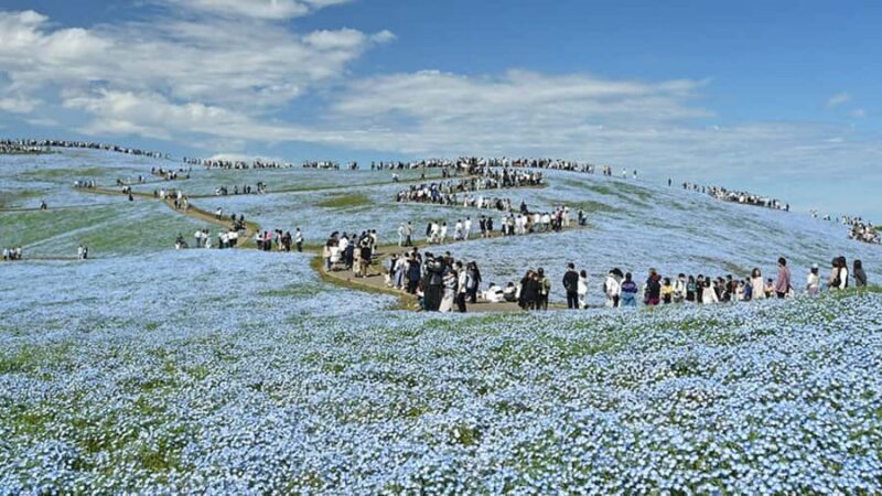 Tokyo: Hitachi Seaside Park & Aquaworld Oarai Aquarium Tour - Exploring Hitachi Seaside Park