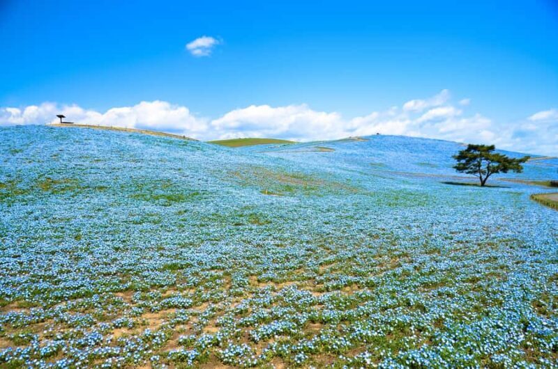 Tokyo: Hitachi Seaside Park & Aquaworld Oarai Aquarium Tour - What to Expect from this Tour