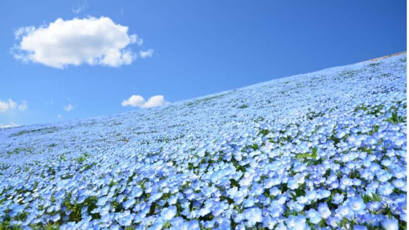 Tokyo: Hitachi Seaside Park & Aquaworld Oarai Aquarium Tour - Practical Details & Value
