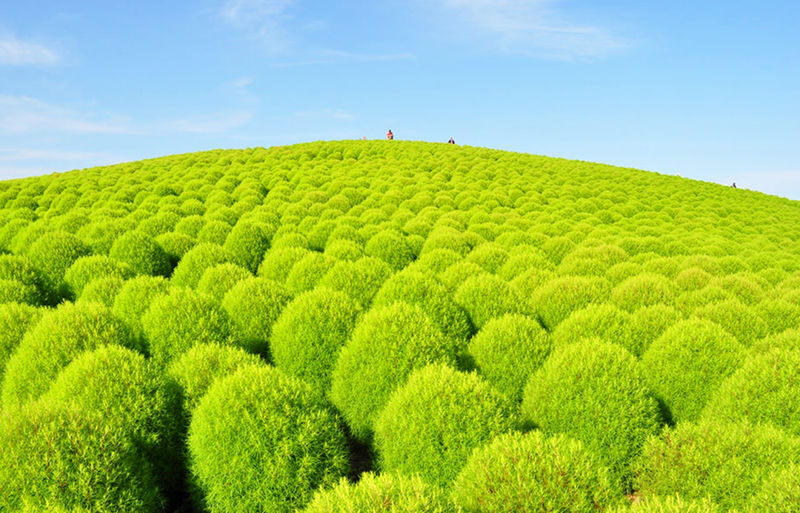 Tokyo Hitachi Seaside Park & Oarai Isosaki Shrine Day Trip (including flower viewing) - At a glance