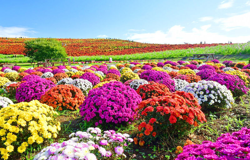 Tokyo Hitachi Seaside Park & Oarai Isosaki Shrine Day Trip (including flower viewing) - Hitachi Seaside Park: beautiful, but the season sets the tone