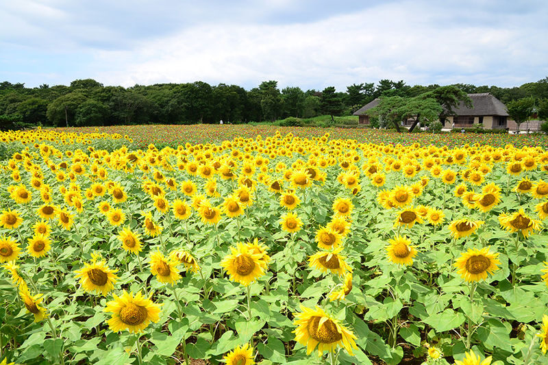 Tokyo Hitachi Seaside Park & Oarai Isosaki Shrine Day Trip (including flower viewing) - Guides, timing and the value of a shared ride