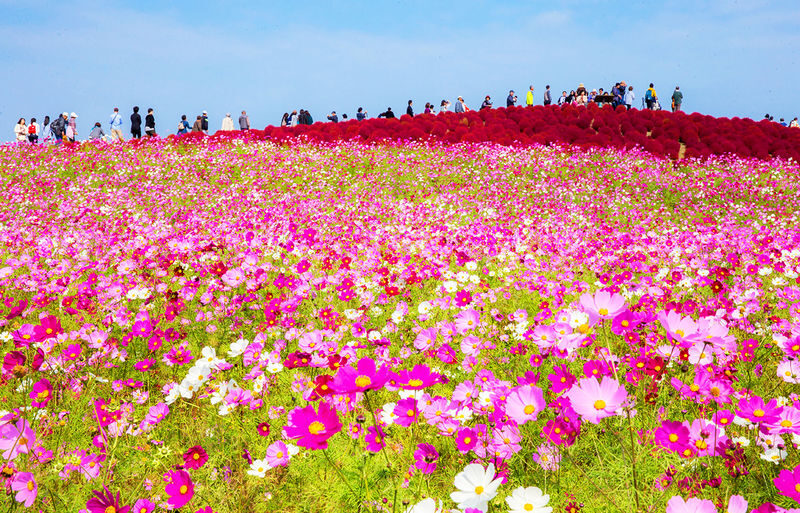 Tokyo Hitachi Seaside Park & Oarai Isosaki Shrine Day Trip (including flower viewing) - Who should book this day trip?
