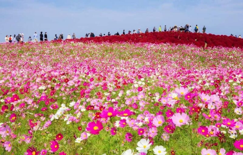 Tokyo & Ibaraki Tour: Hitachi Seaside Park & Adachi Wisteria - What To Expect During The Day