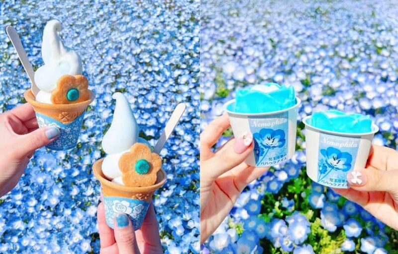 Tokyo & Ibaraki Tour: Hitachi Seaside Park & Adachi Wisteria - Final Thoughts