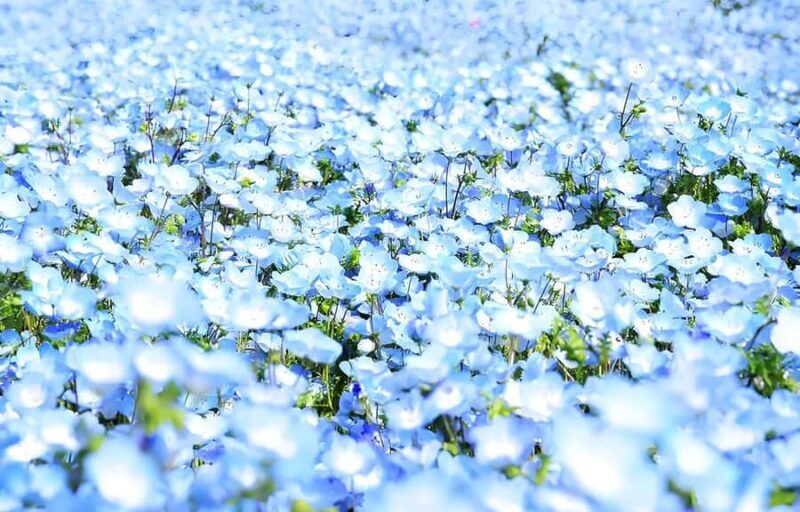 Tokyo & Ibaraki Tour: Hitachi Seaside Park & Adachi Wisteria - FAQs