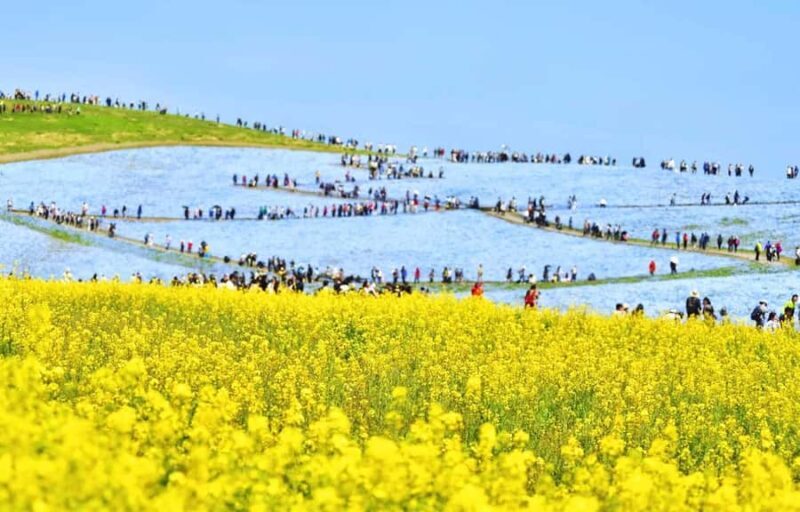 Tokyo & Ibaraki Tour: Hitachi Seaside Park & Adachi Wisteria - Practical Details: What You Need to Know