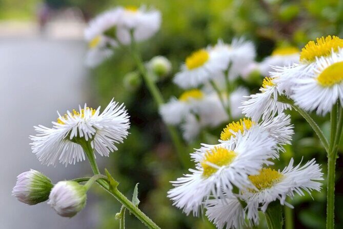 Tokyo: Imperial Palace and Shogun Historical Walking Tour - Final Thoughts