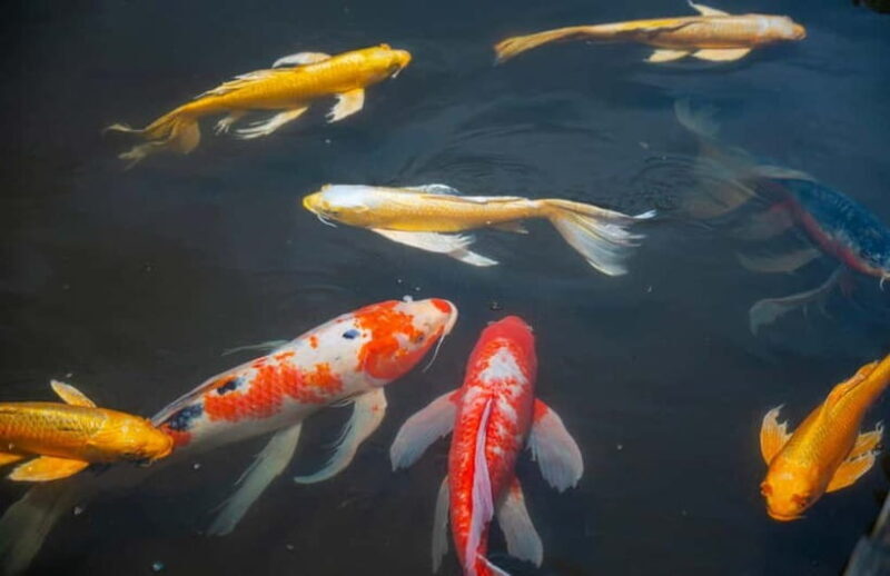 Tokyo: Imperial Palace & Tokyo Castle History Walking Tour - Discovering the Heart of Tokyo’s Imperial Heritage