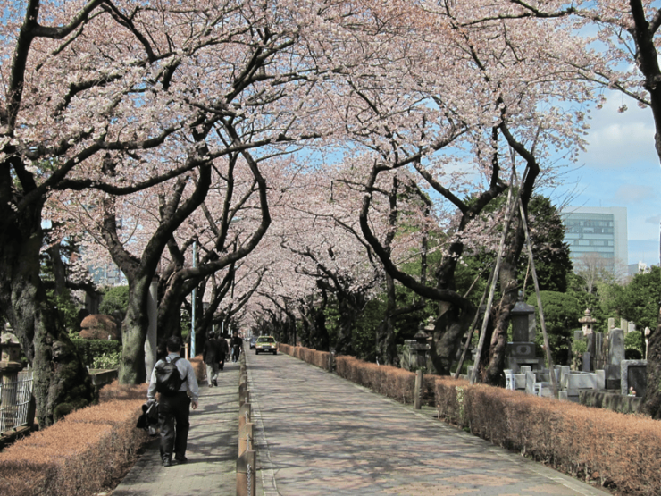 Tokyo in a Day a Self-Guided Audio Walk in English - Good To Know