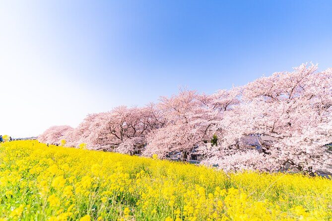 Tokyo: Izu Cherry Blossoms, Mishima Skywalk & Strawberry Picking - Good To Know