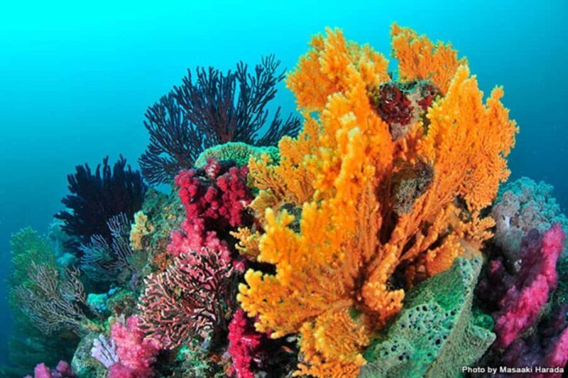 Tokyo: Izu Peninsula Fun Diving and Sightseeing Tour - Seamless Transportation from Tokyo