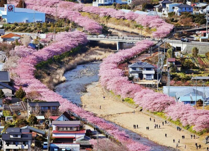 Tokyo: Izu Scenic Train, Kawazu Cherry Blossom & HotelPickup - Why Choose This Tour? An In-Depth Look
