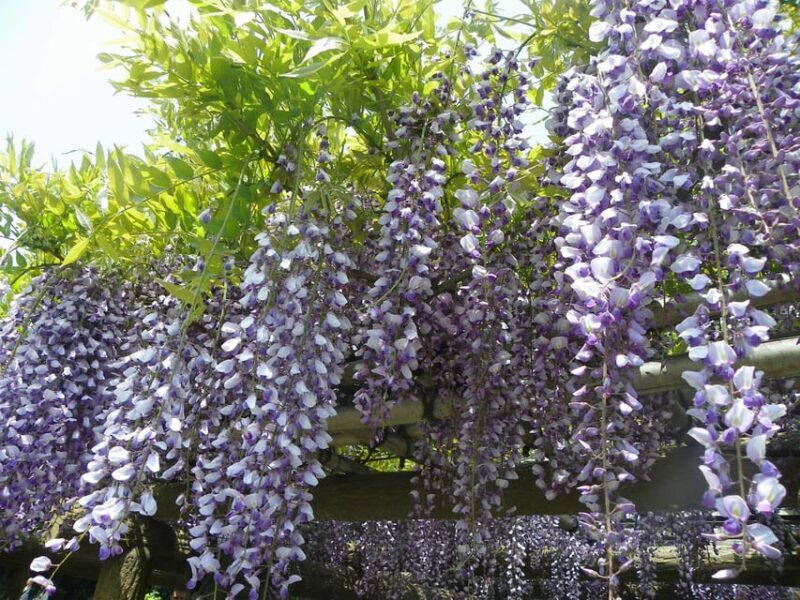 Tokyo: Japanese Garden Walking Tour with Tea and Sweets - Who Should Consider This Tour?