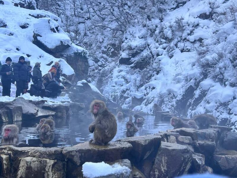 Tokyo: Jigokudani Snow Monkey Park Private Customized Tour - Who Would Love This Tour?