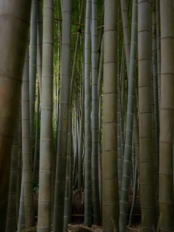 Tokyo: Kamakura Day Trip with Great Buddha & Temples - Sankeien Garden: Traditional Japanese Beauty
