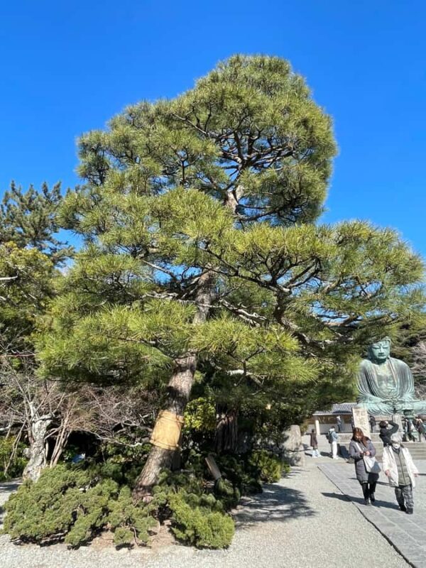 Tokyo: Kamakura Day Trip with Great Buddha & Temples - Who Is This Tour Best For?