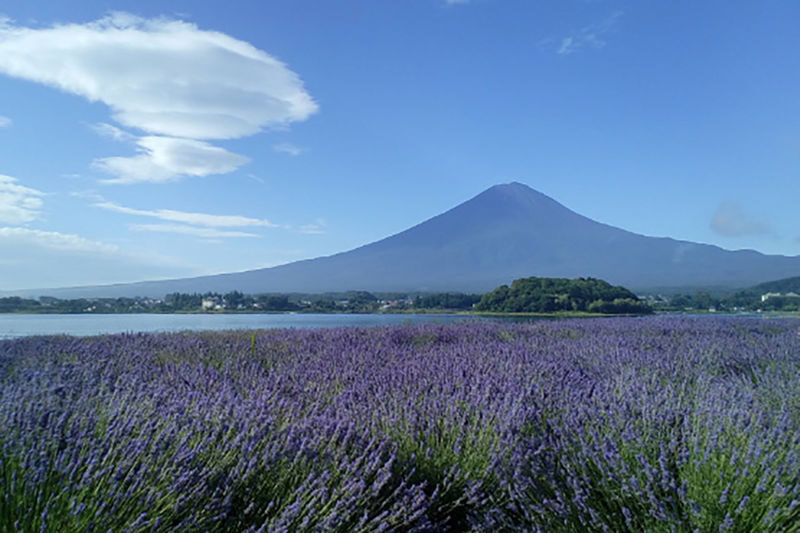 Tokyo/ Kamakura/ Mount Fuji/ Mount Omuro Customized Small Group Tour - What the car and guide mean in practice