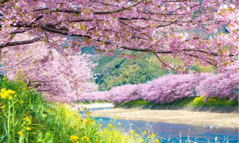 Tokyo: Kawazu Cherry Blossom & Onsen Small-Group Trip - Good To Know  