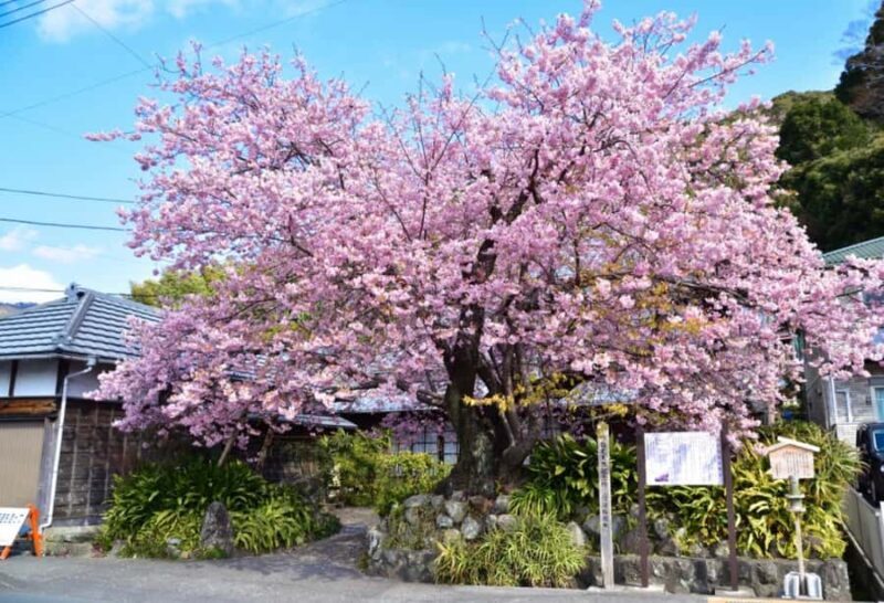 Tokyo: Kawazu Cherry Blossom & Onsen Small-Group Trip - An Honest Look at the Kawazu Cherry Blossom & Onsen Tour