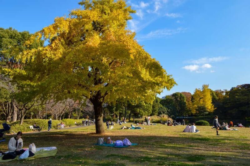 Tokyo: Kitanomaru Park Autumn Leaves Stroll - Who Will Love This Tour?