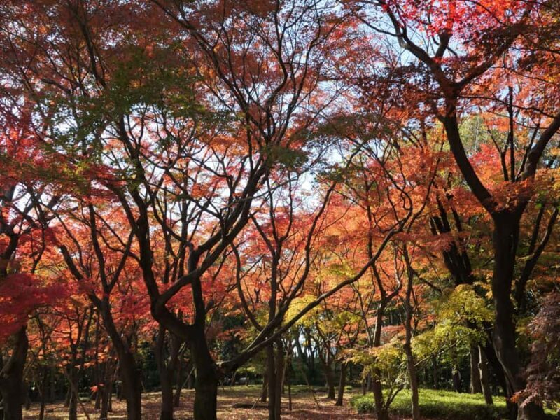 Tokyo: Kitanomaru Park Autumn Leaves Stroll - A Closer Look at the Tour