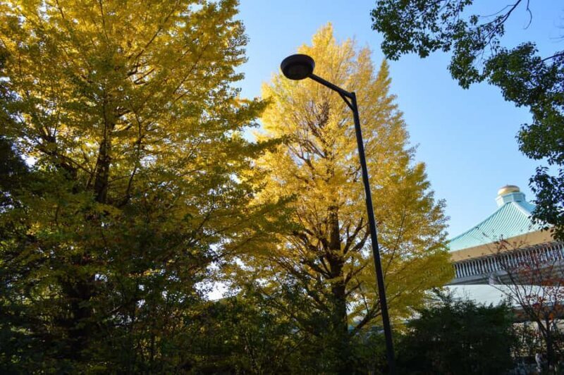 Tokyo: Kitanomaru Park Autumn Leaves Stroll - The Sum Up