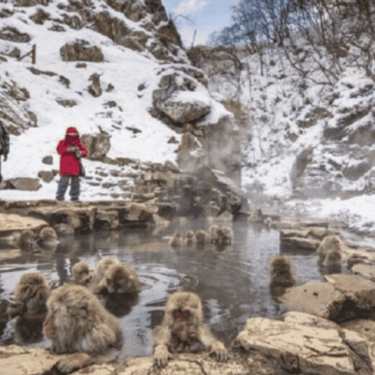 Tokyo: Luxury Snow Monkey Park Private Tour In Land Cruiser - Good To Know