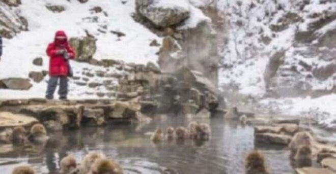 Tokyo: Luxury Snow Monkey Park Private Tour In Land Cruiser - Inclusions and Exclusions