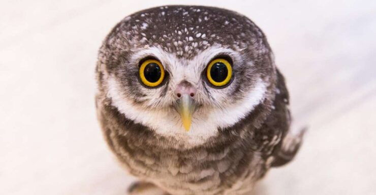 Tokyo: Meet Owls at the Owl Café in Akihabara - Activity Details