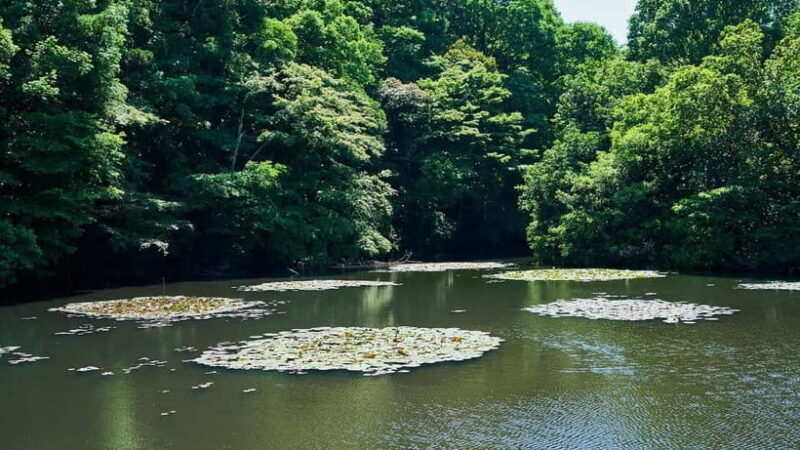 Tokyo: Meiji Shrine Walking Tour  Shinto & Imperial System - Experiencing Shinto and Traditional Rituals