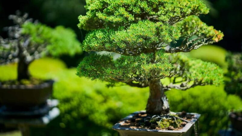 Tokyo: Meiji Shrine Walking Tour  Shinto & Imperial System - Practical Details and Logistics