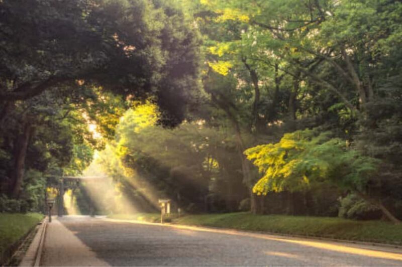 Tokyo: Meiji Shrine Walking Tour with Local Japanese Guide - Cost and Value