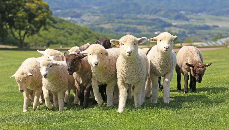 Tokyo Mother Farm & Mitsui OUTLET PARK Private Day Tour - At a glance