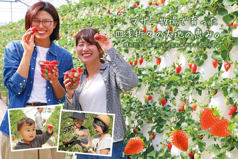 Tokyo Mother Farm & Mitsui OUTLET PARK Private Day Tour - The schedule, and the traffic question
