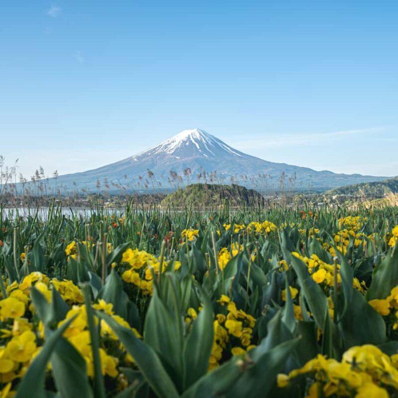 Tokyo: Mount Fuji, Chureito Pagoda Private Tour Customizable - The Sum Up