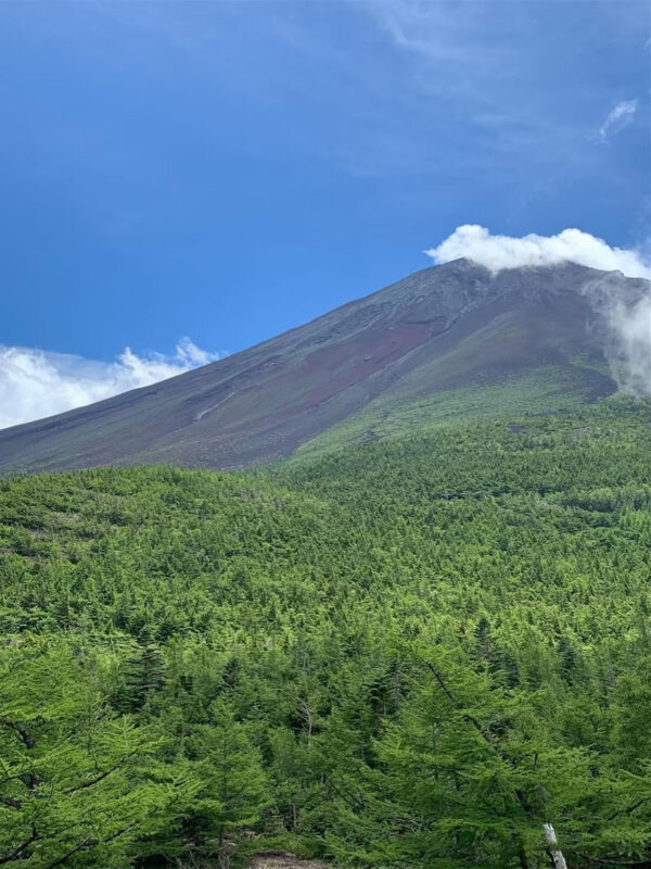 Tokyo Mount Fuji Day Trip: Fruit Picking and Sightseeing Train - Choose the right seasonal Fuji viewpoint