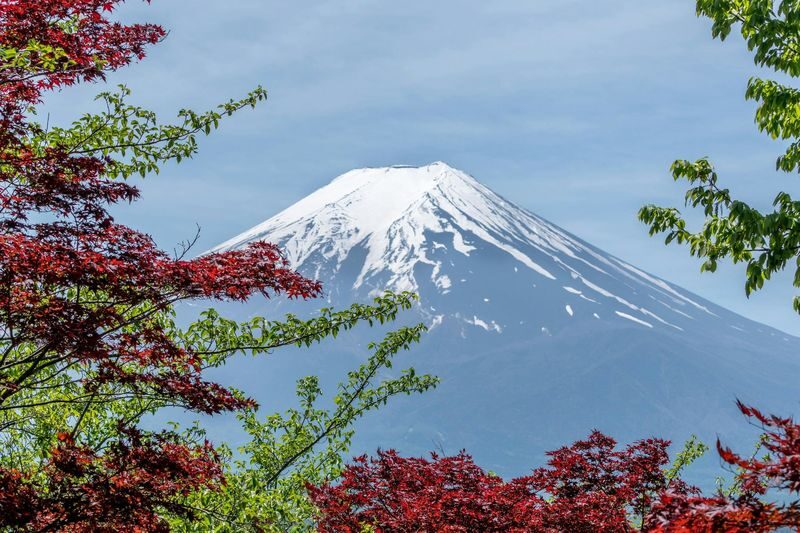 Tokyo Mount Fuji Day Trip: Fruit Picking and Sightseeing Train - Lunch near the mountain, with the bill on you