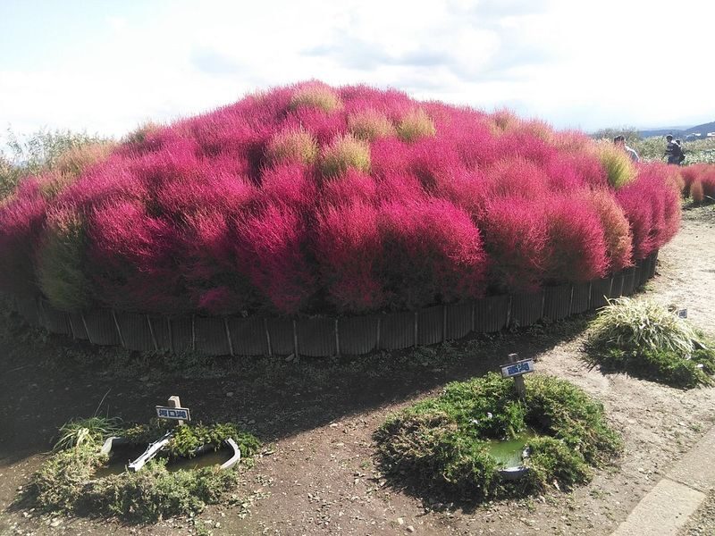 Tokyo Mount Fuji Full-Day Private Guided Tour - What the driver-guide can add