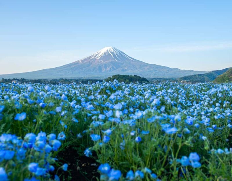Tokyo: Mount Fuji & Hakone Highlights Private Full-Day Tour - FAQs